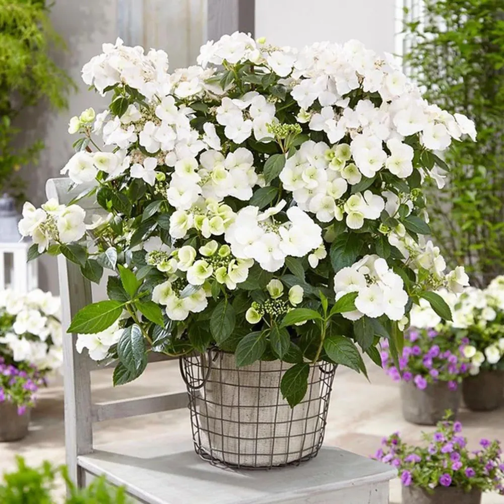 Hortensie macrophylla Runaway Bride – alba