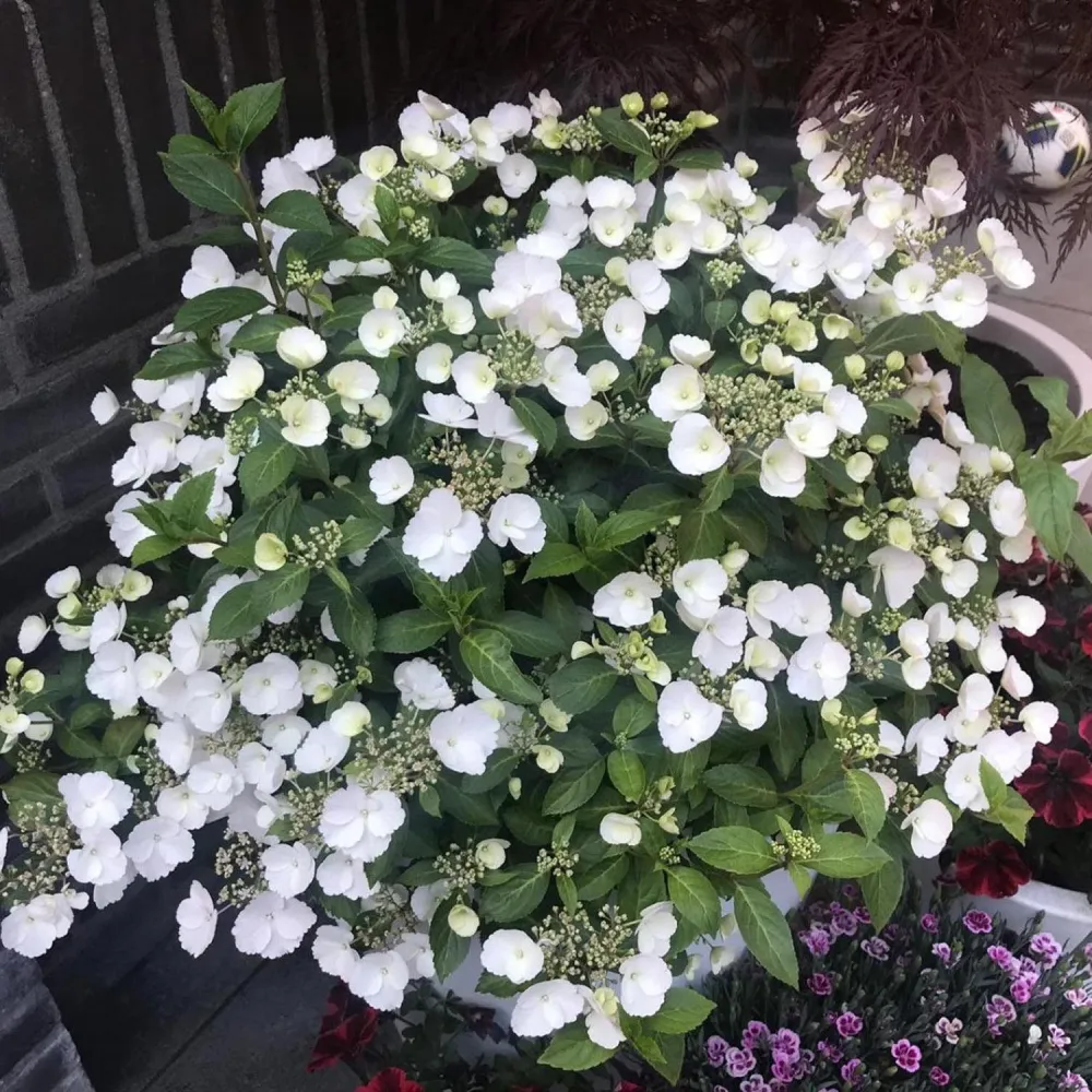 Hortensie macrophylla Runaway Bride – alba