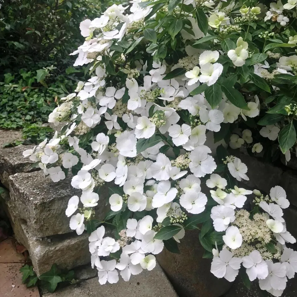 Hortensie macrophylla Runaway Bride – alba