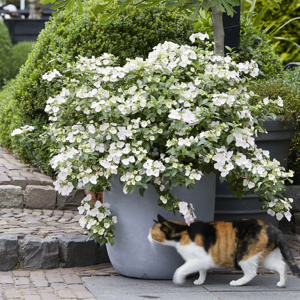 Hortensie macrophylla Runaway Bride – alba