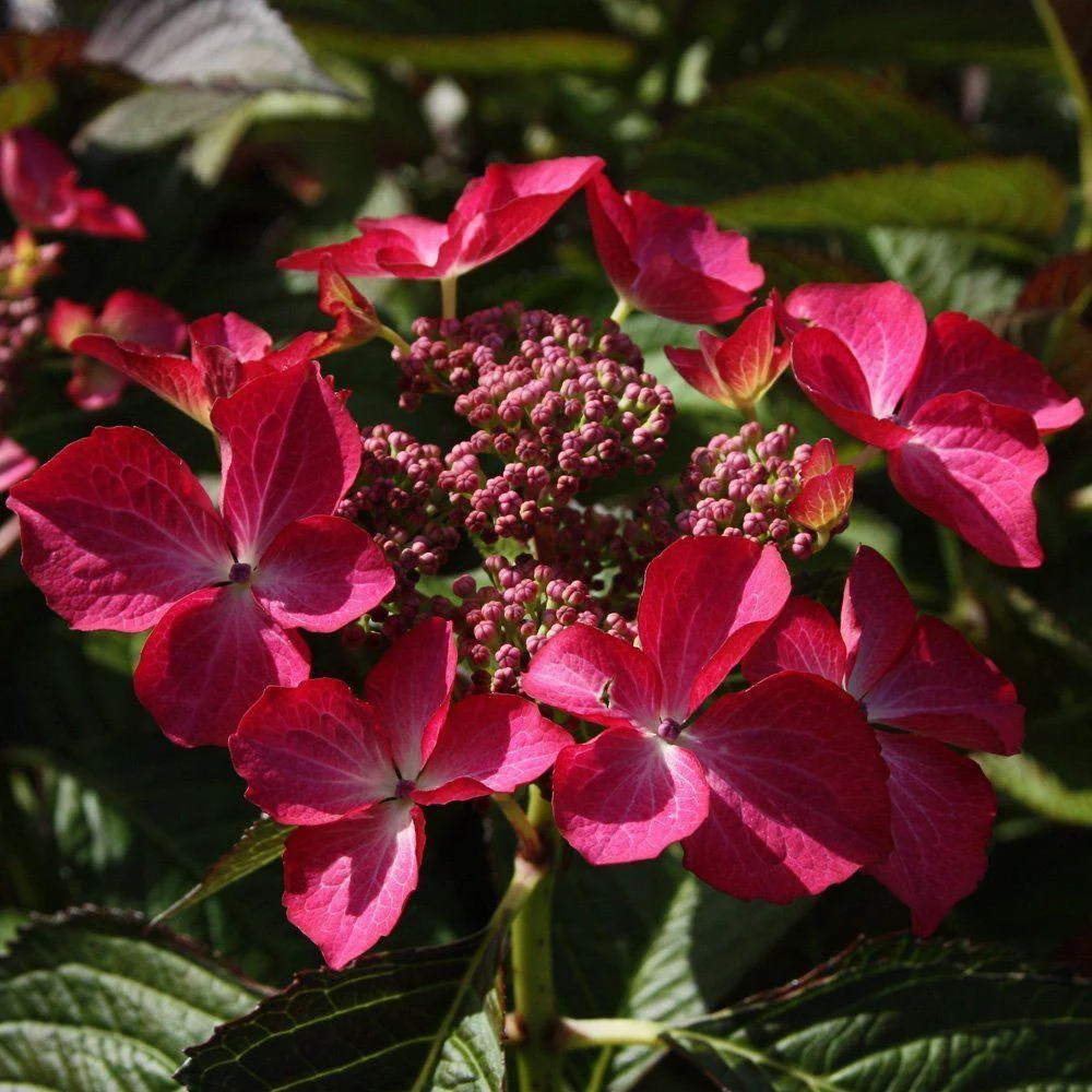 Hortensie macrophylla Selina – roz-violet