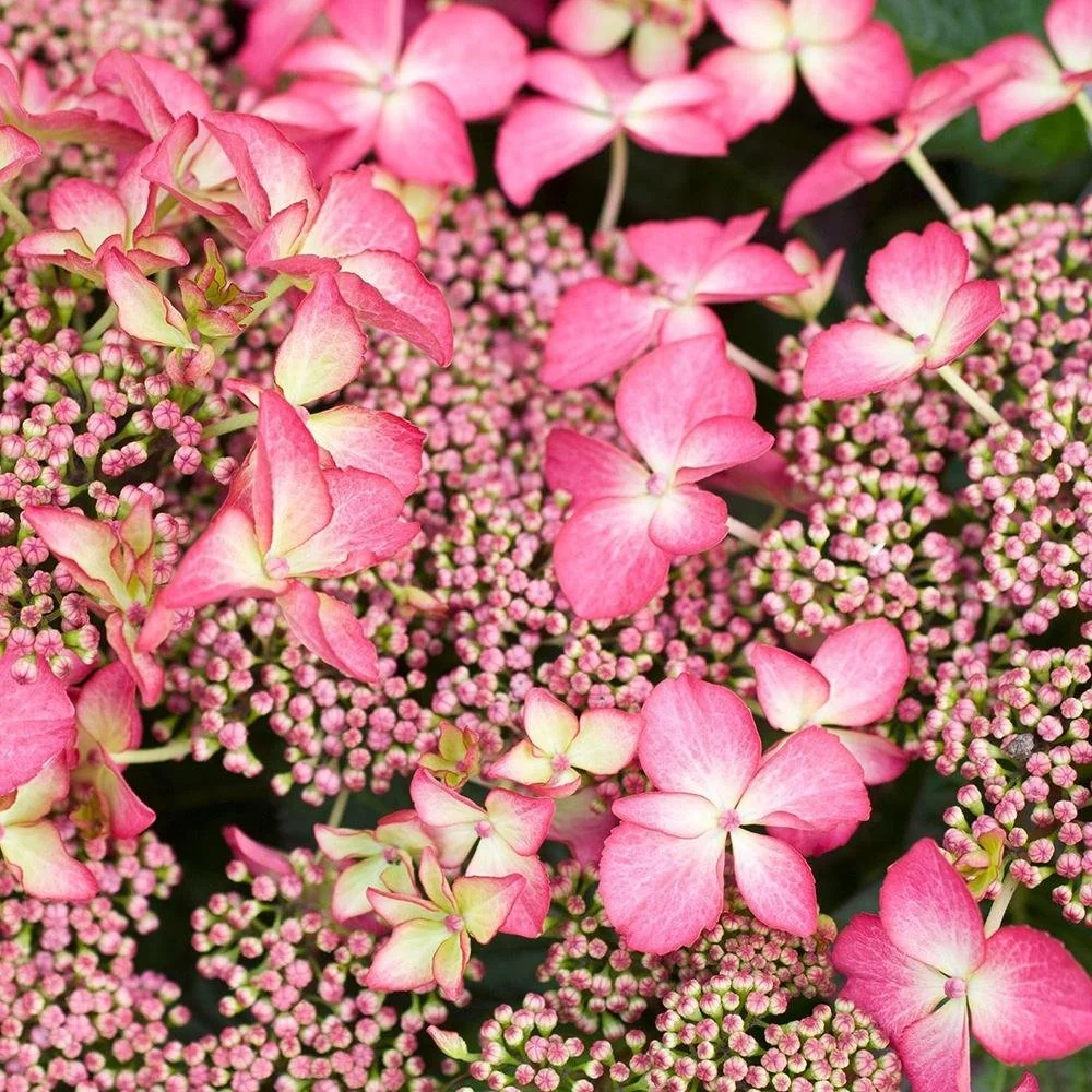 Hortensie macrophylla Selina – roz-violet