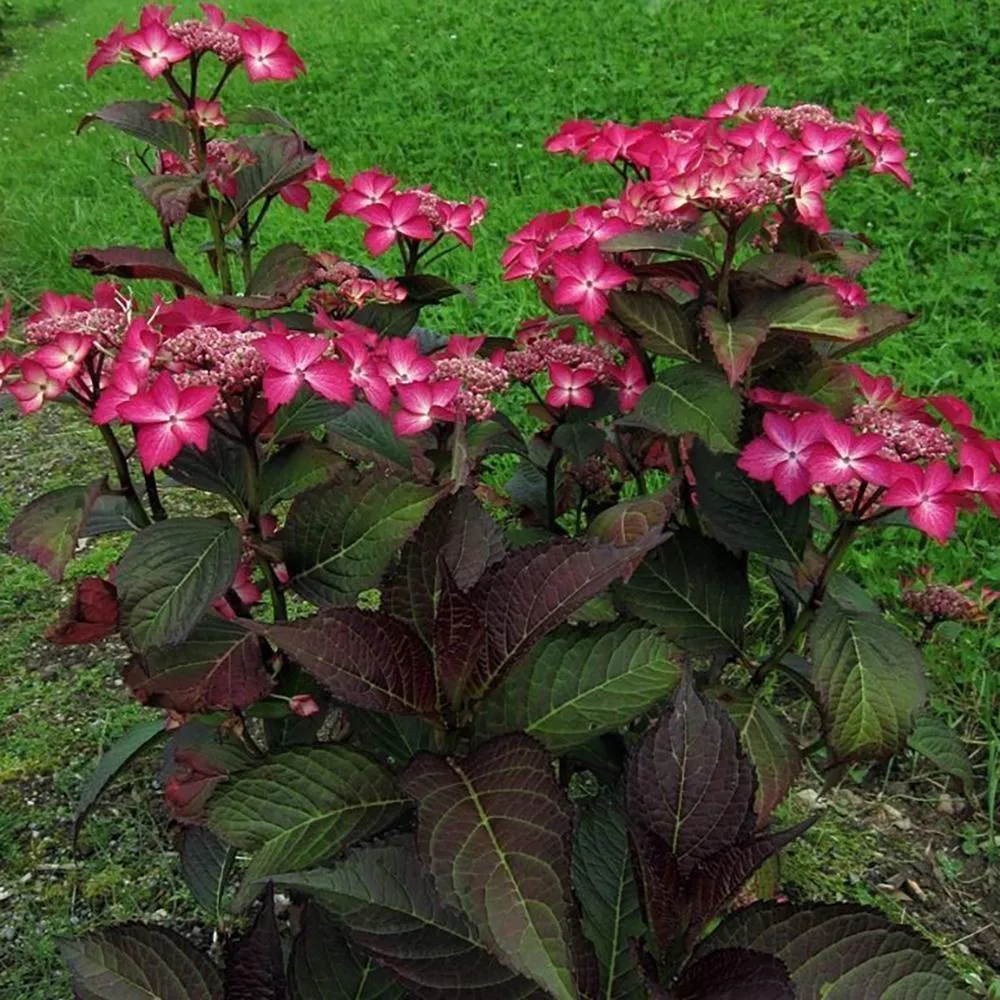 Hortensie macrophylla Selina – roz-violet