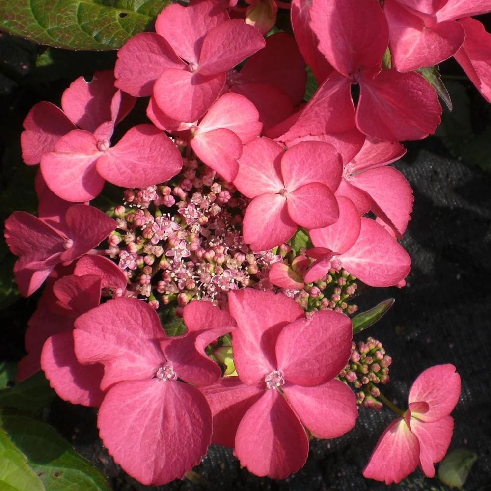 Hortensie macrophylla Selina – roz-violet