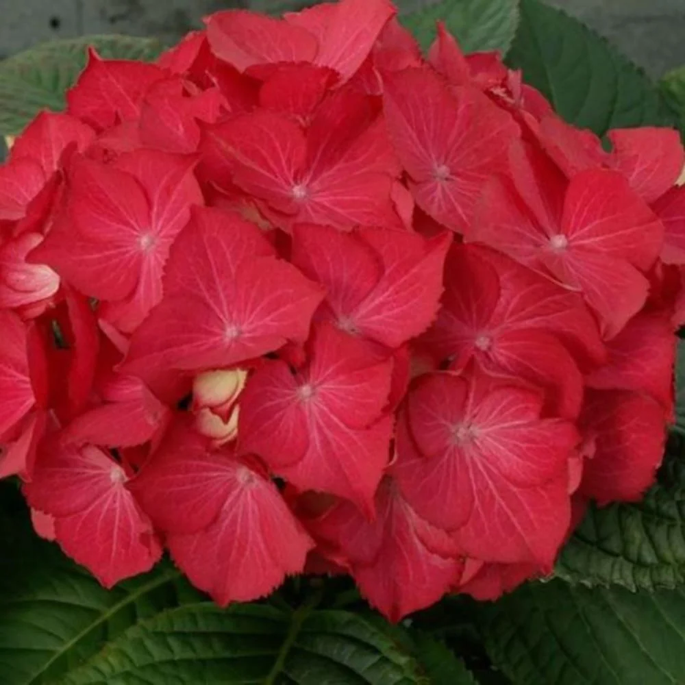 Hortensie macrophylla Selma – rosie