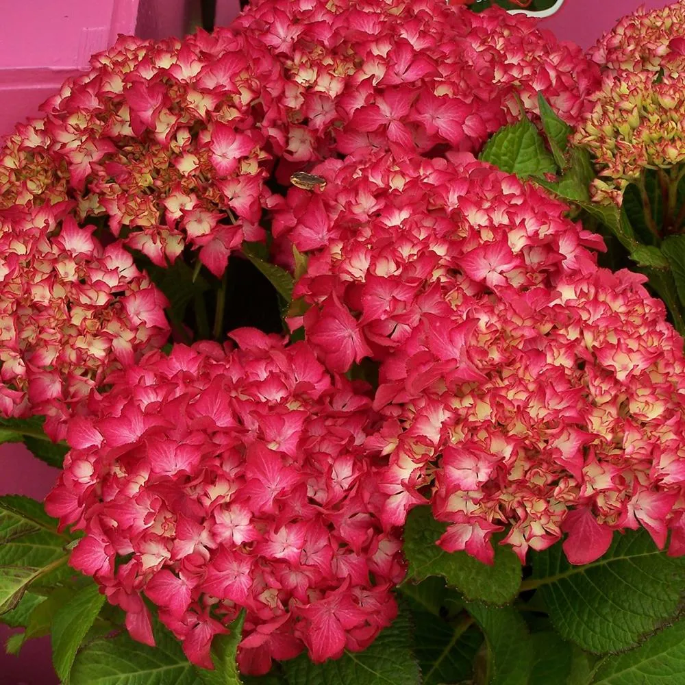 Hortensie macrophylla Selma – rosie