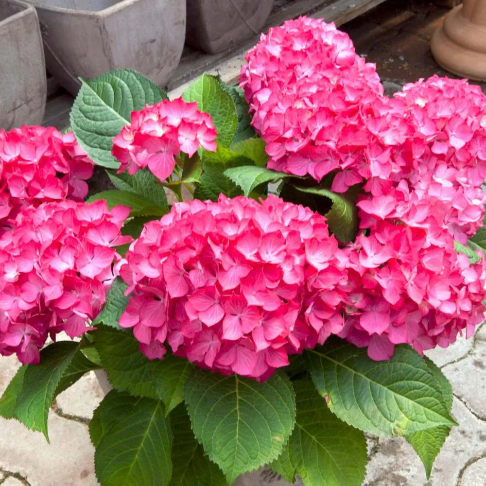 Hortensie macrophylla Selma – rosie