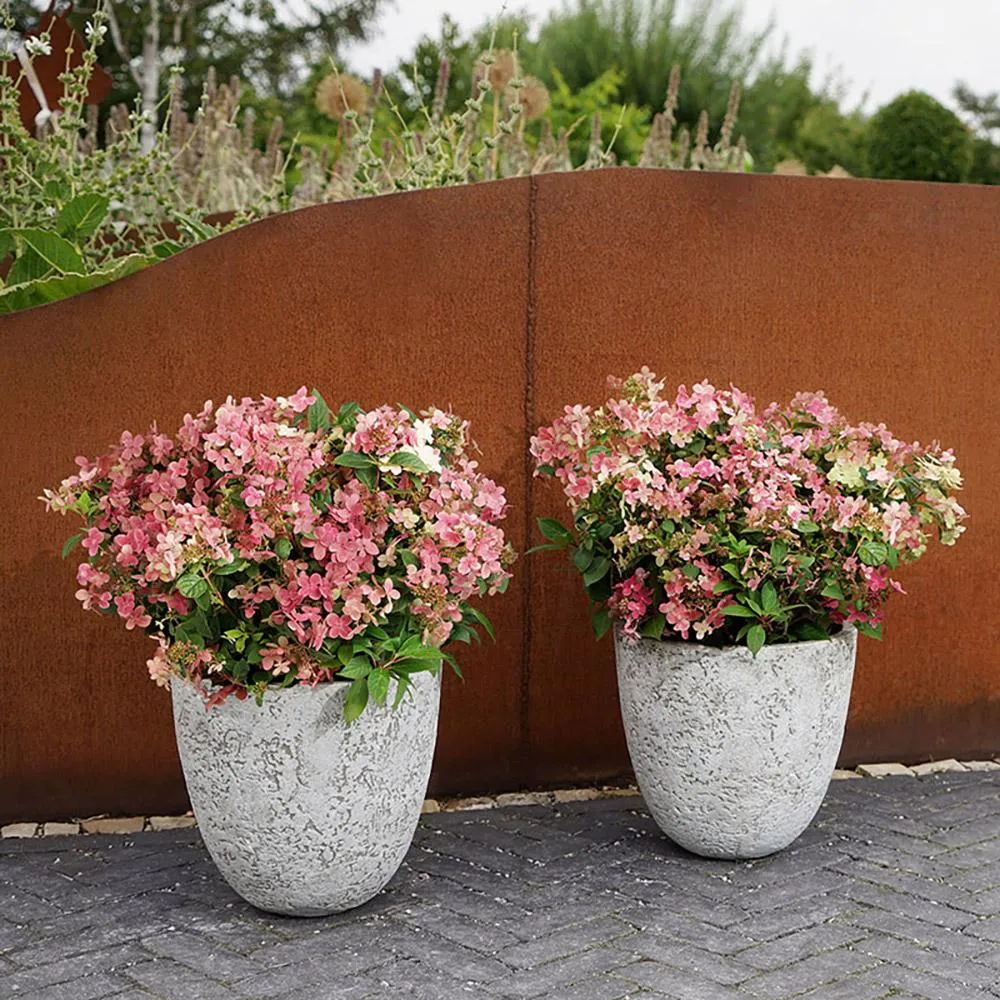 Hortensie macrophylla Switch – roz