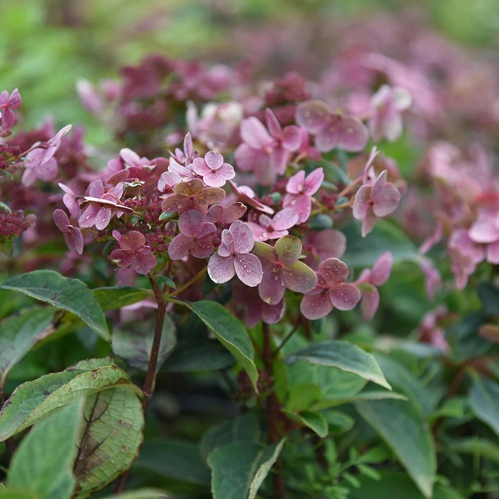 Hortensie macrophylla Switch – roz
