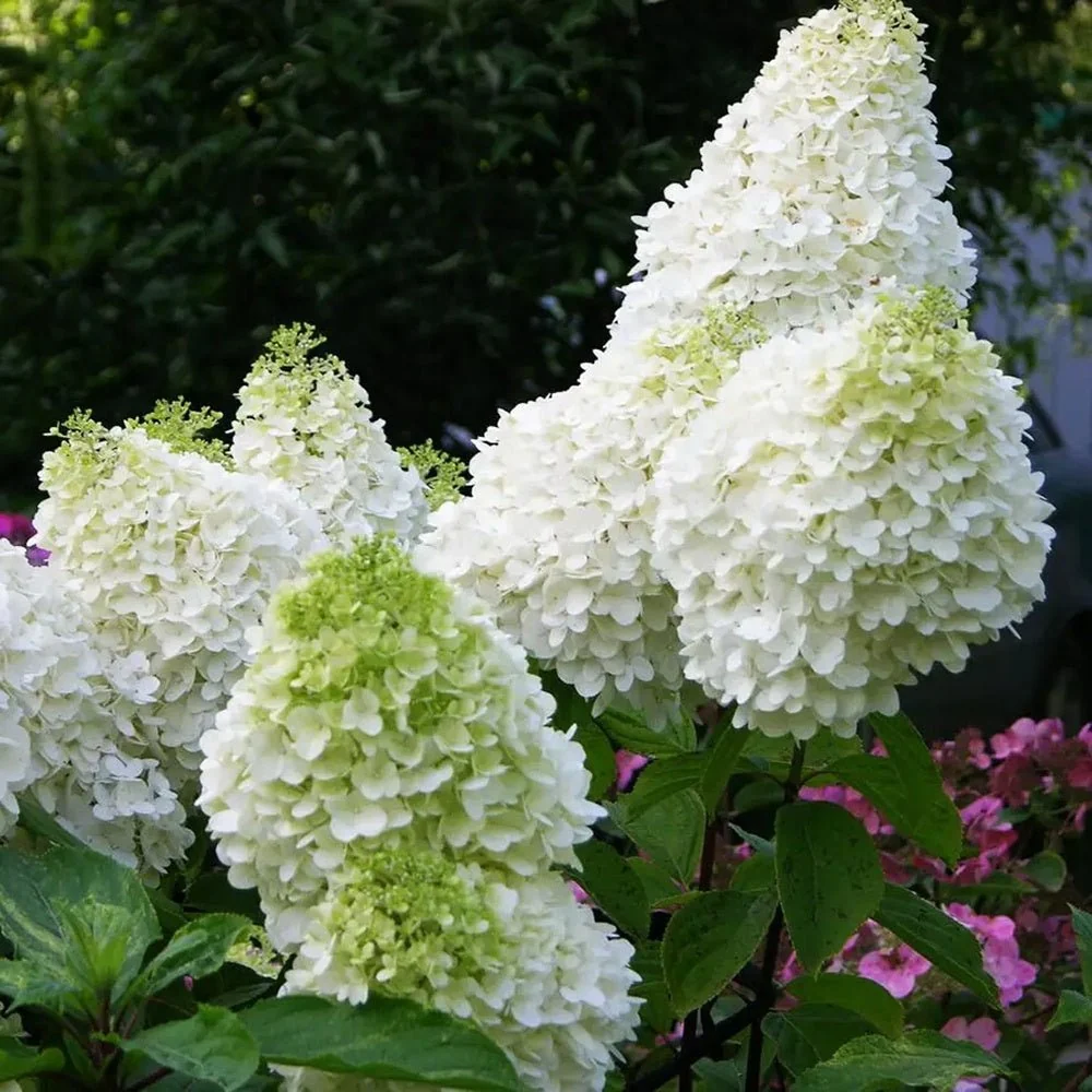 Hortensie paniculata Diamantino – alb-crem – tip copac