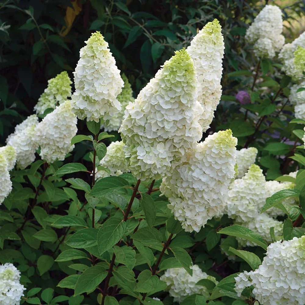 Hortensie paniculata Diamantino – alb-crem – tip copac