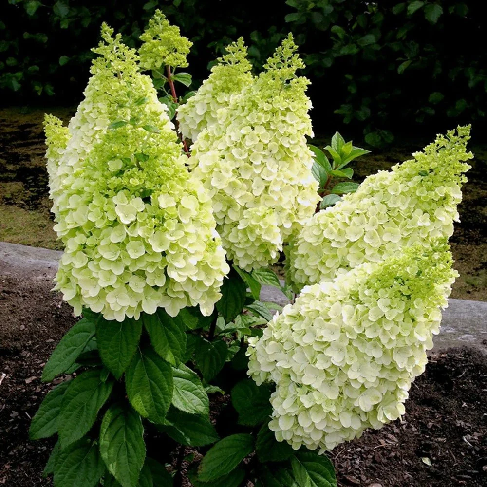 Hortensie paniculata Diamantino – alb-crem – tip copac