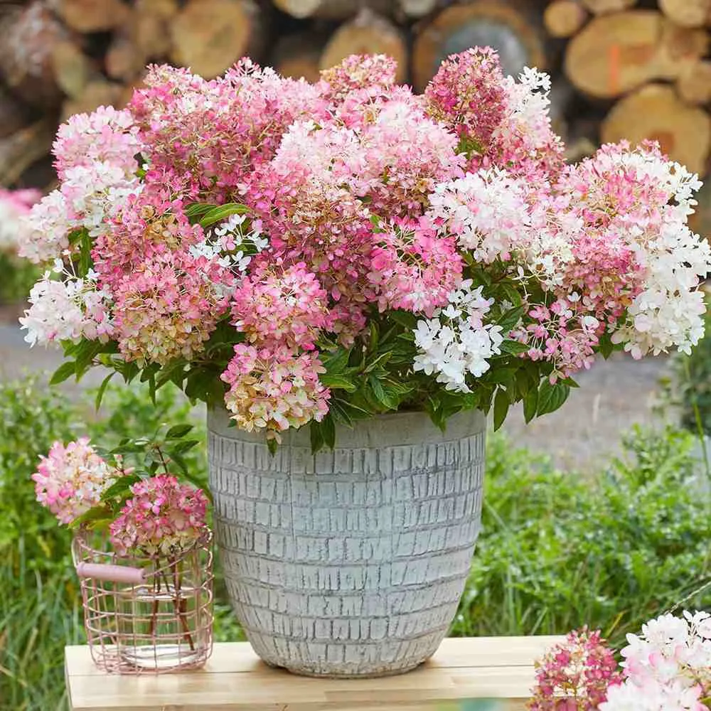 Hortensie paniculata Groundbreaker Blush – roz