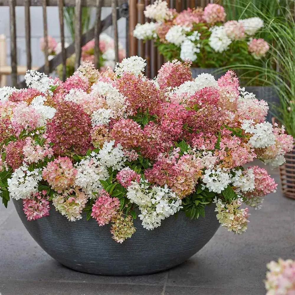 Hortensie paniculata Groundbreaker Blush – roz