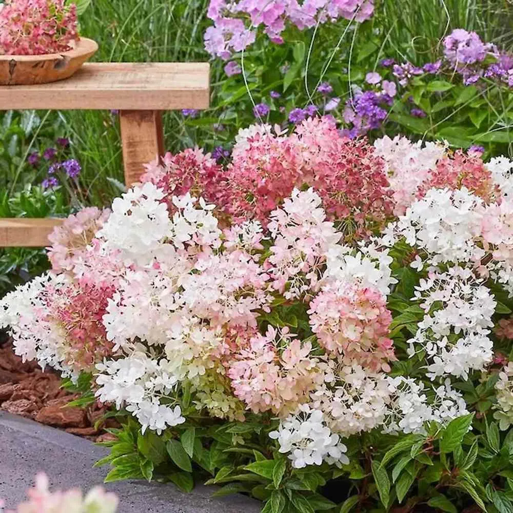 Hortensie paniculata Groundbreaker Blush – roz