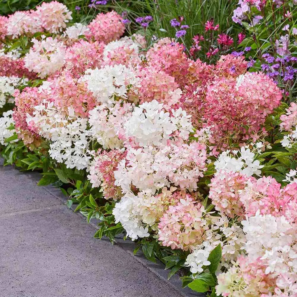 Hortensie paniculata Groundbreaker Blush – roz