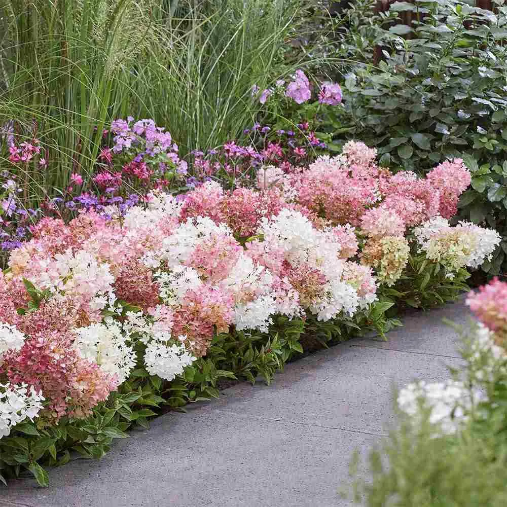 Hortensie paniculata Groundbreaker Blush – roz