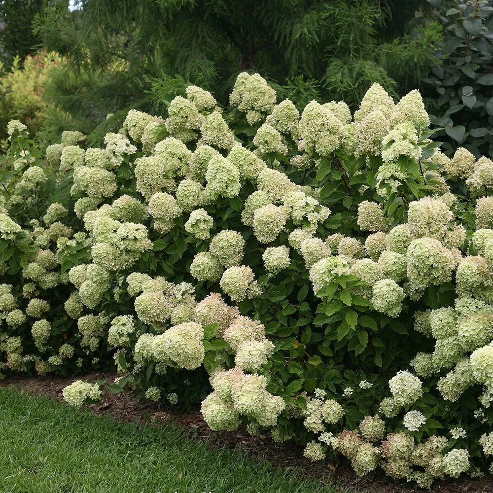 Hortensie paniculata Little Lime – verde-alb