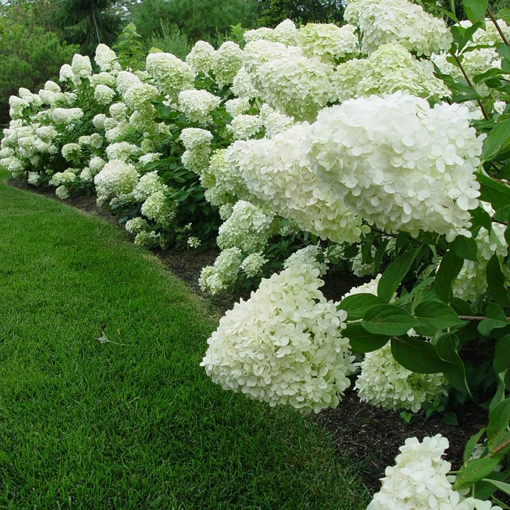 Hortensie paniculata Little Lime – verde-alb