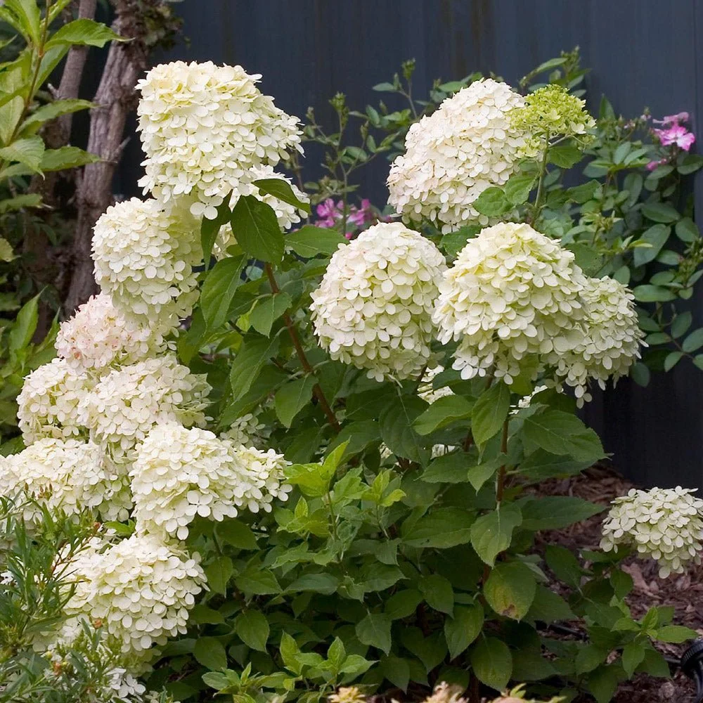 Hortensie paniculata Little Lime – verde-alb