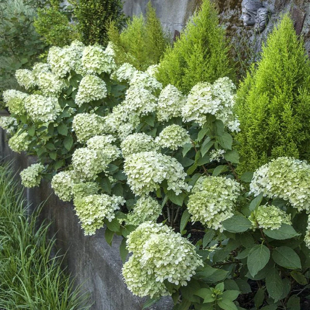 Hortensie paniculata Little Lime – verde-alb