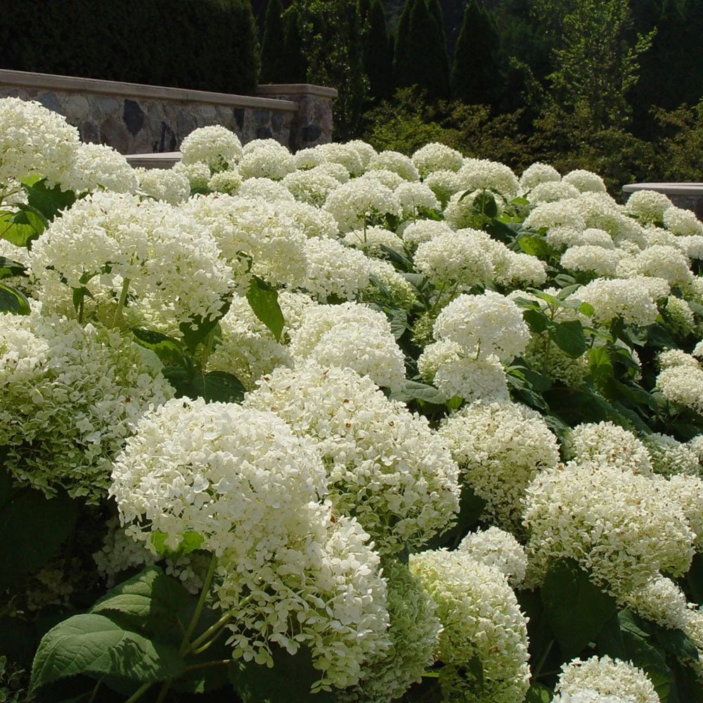 Hortensie paniculata Little Lime – verde-alb