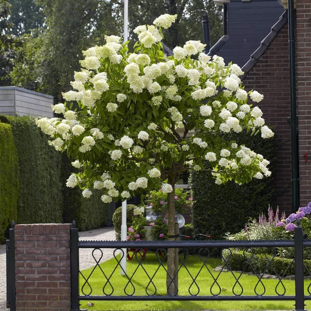 Hortensie paniculata Little Lime – verde-alb – tip copac