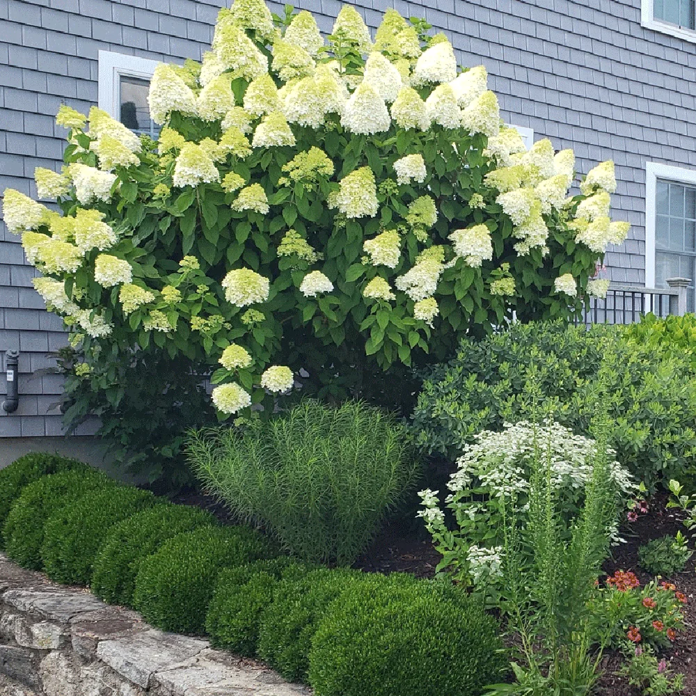Hortensie paniculata Little Lime – verde-alb – tip copac