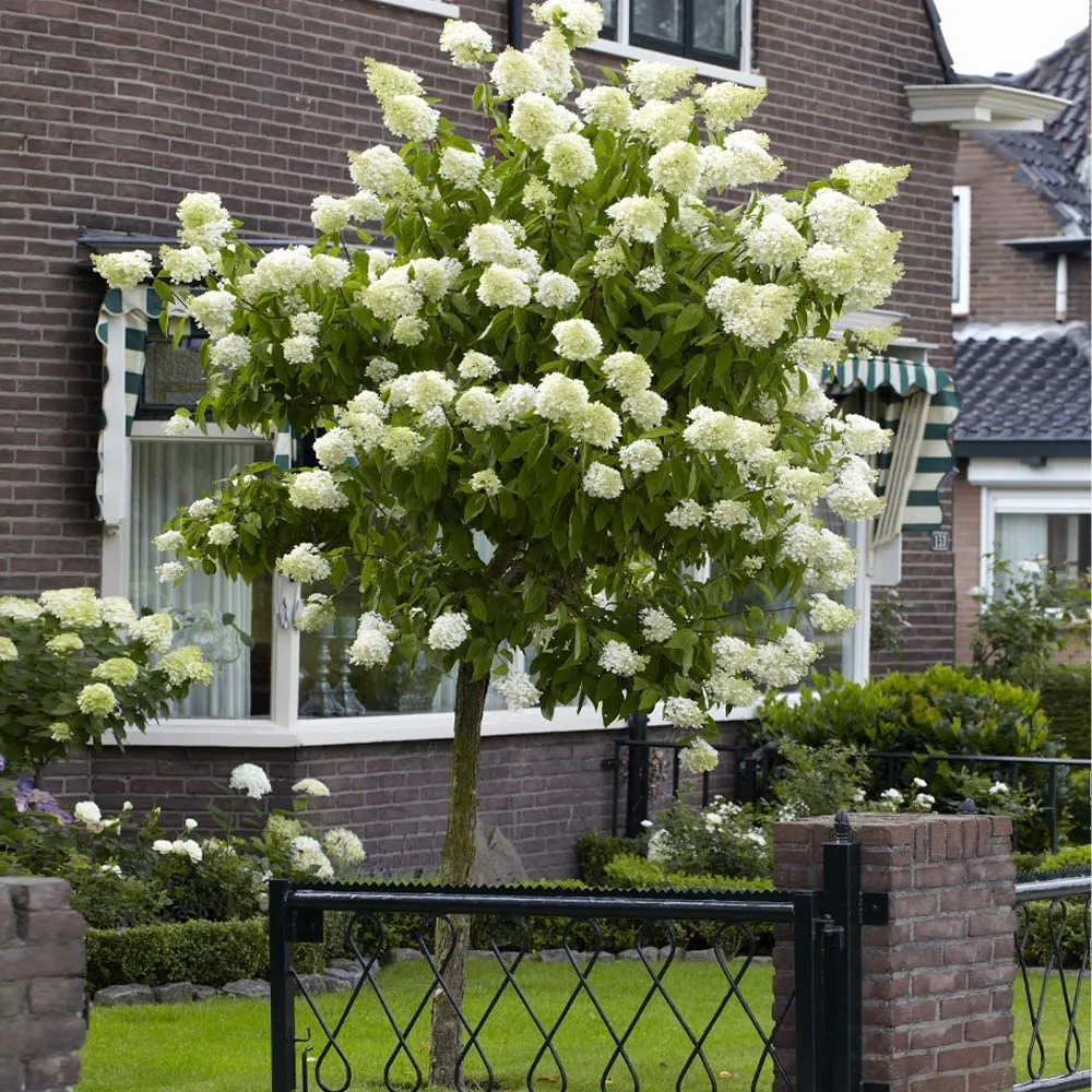 Hortensie paniculata Little Lime – verde-alb – tip copac