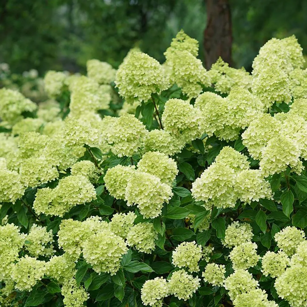 Hortensie paniculata Little Lime – verde-alb – tip copac