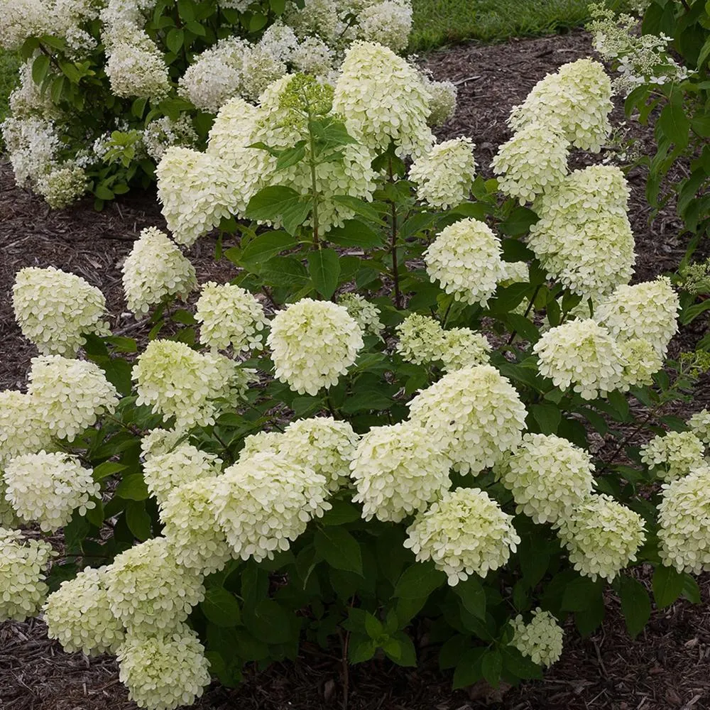 Hortensie paniculata Little Lime – verde-alb – tip copac