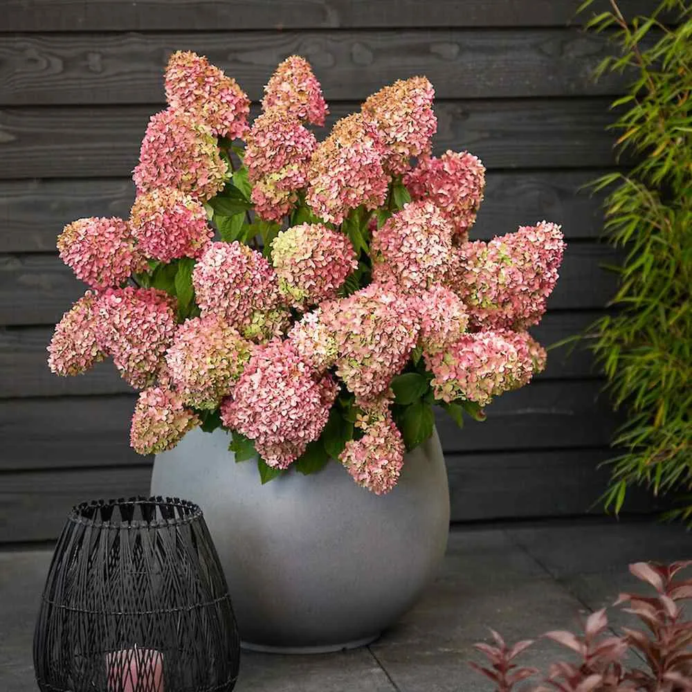 Hortensie paniculata Magical Candle – alb-crem