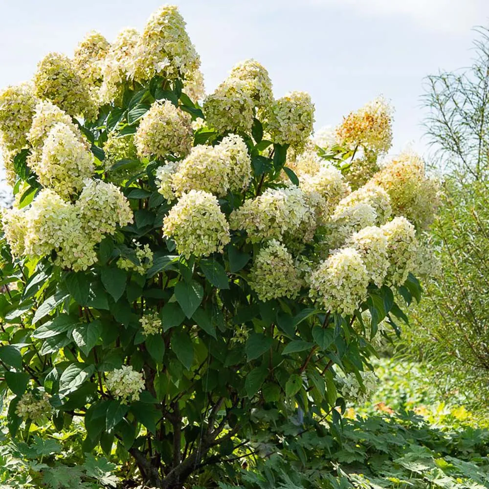 Hortensie paniculata Magical Candle – alb-crem