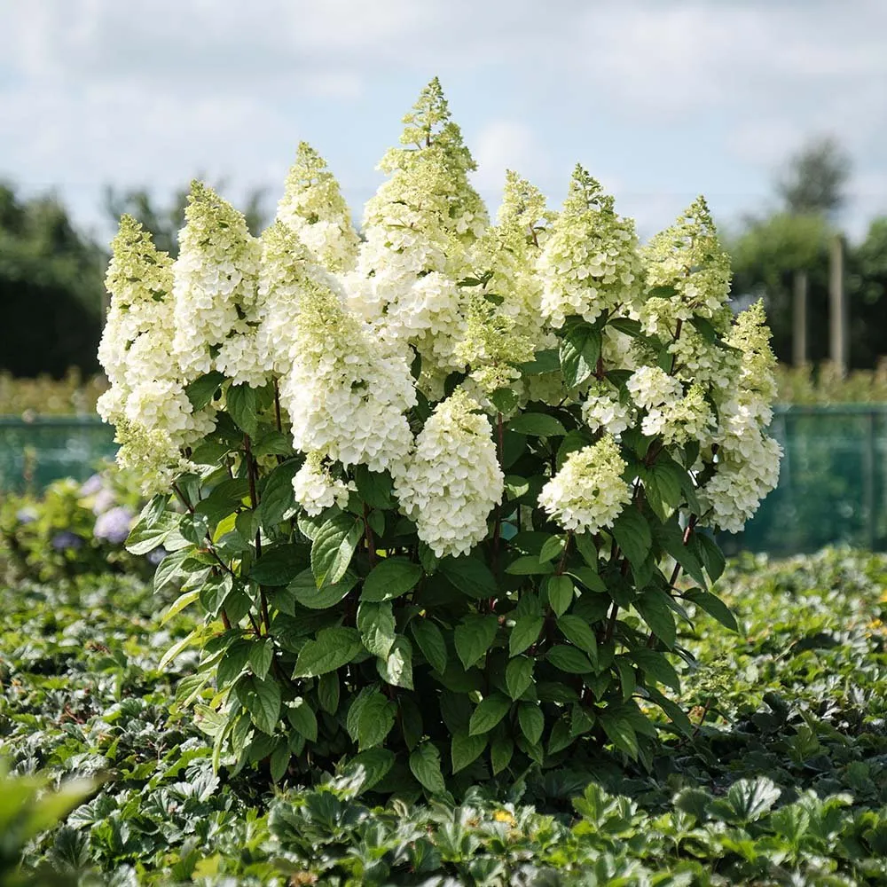 Hortensie paniculata Magical Candle – alb-crem