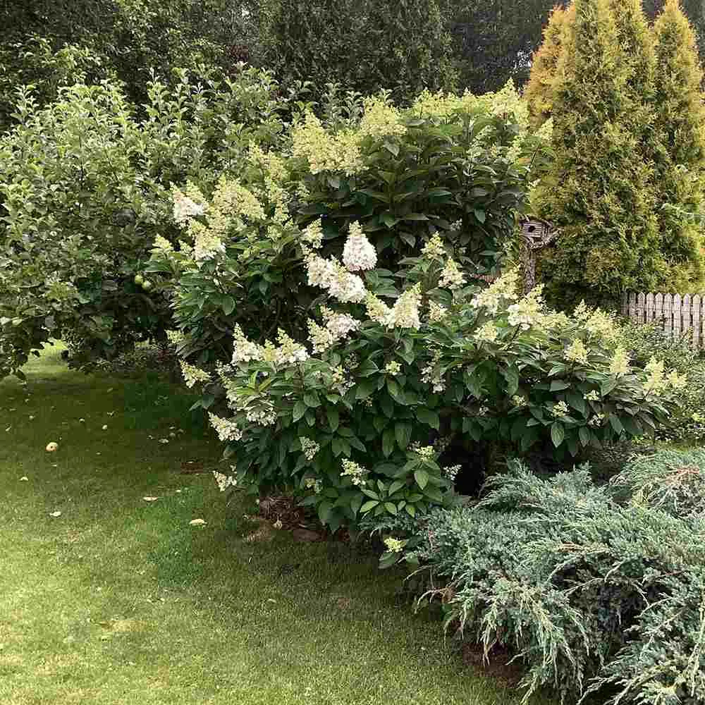 Hortensie paniculata Magical Candle – alb-crem