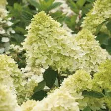 Hortensie paniculata Magical Candle – alb-crem