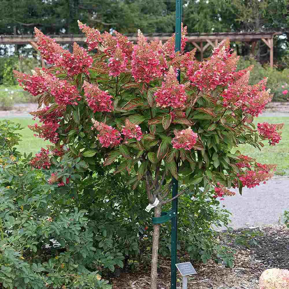 Hortensie paniculata Pink Diamond – alb-roz – tip copac