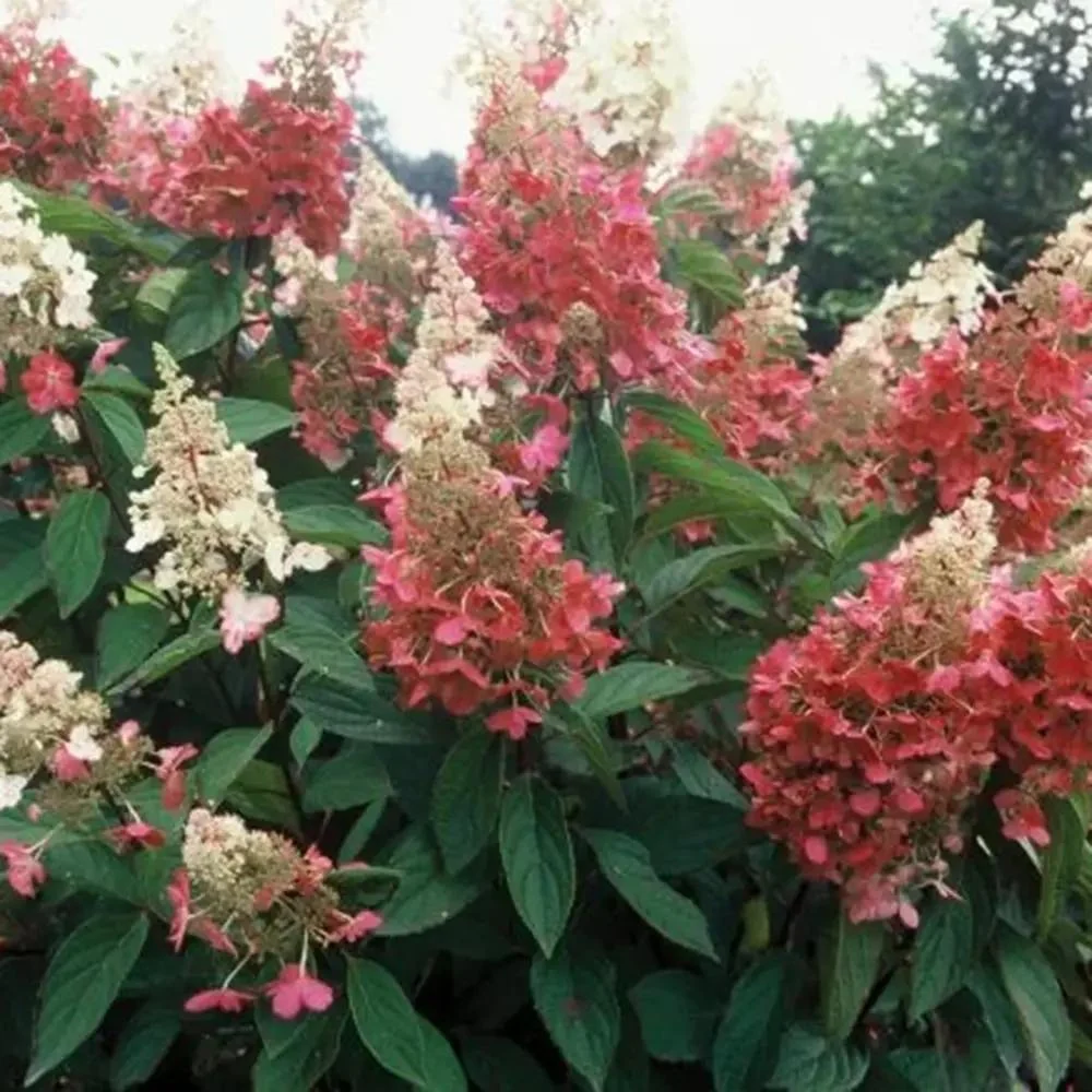 Hortensie paniculata Pink Diamond – alb-roz – tip copac
