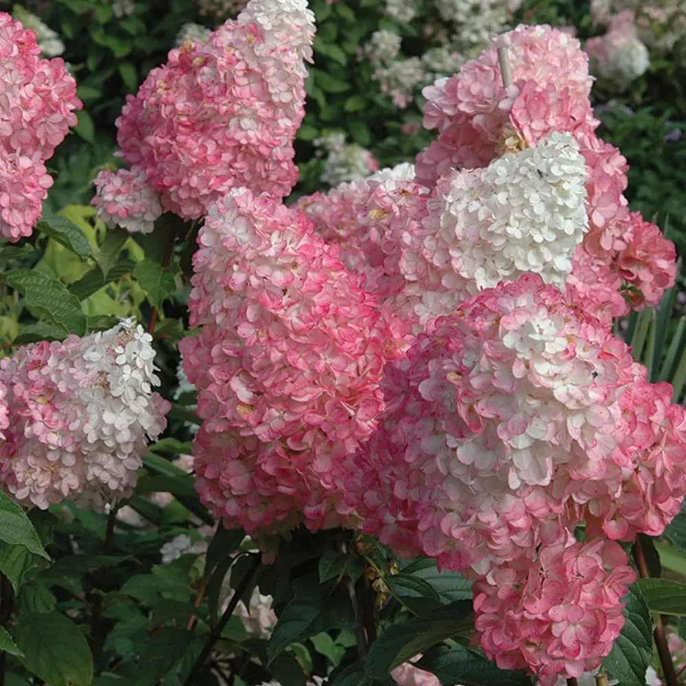 Hortensie paniculata Pink Diamond – alb-roz – tip copac