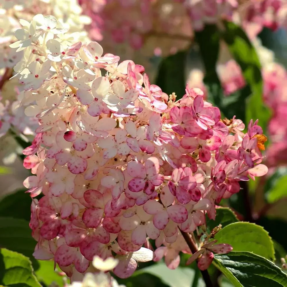 Hortensie paniculata Pink Diamond – alb-roz – tip copac