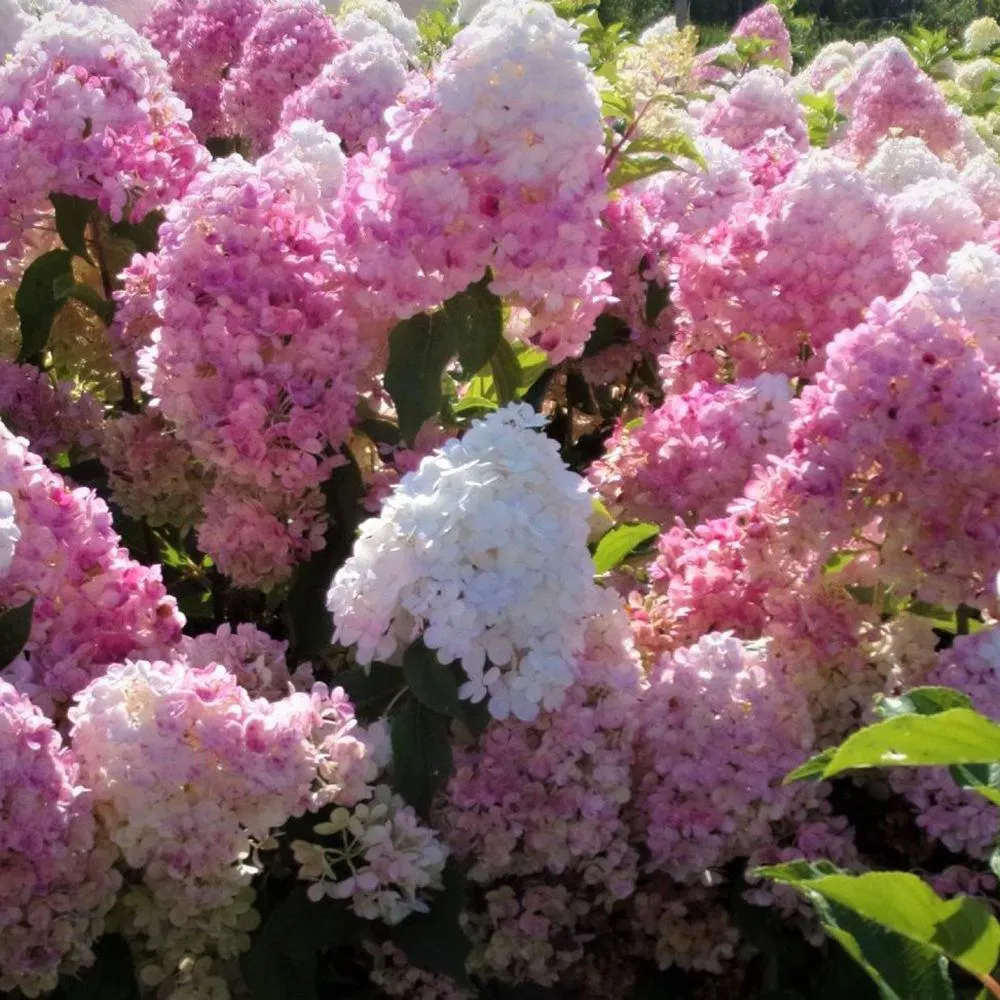 Hortensie paniculata Pink Lady – roz