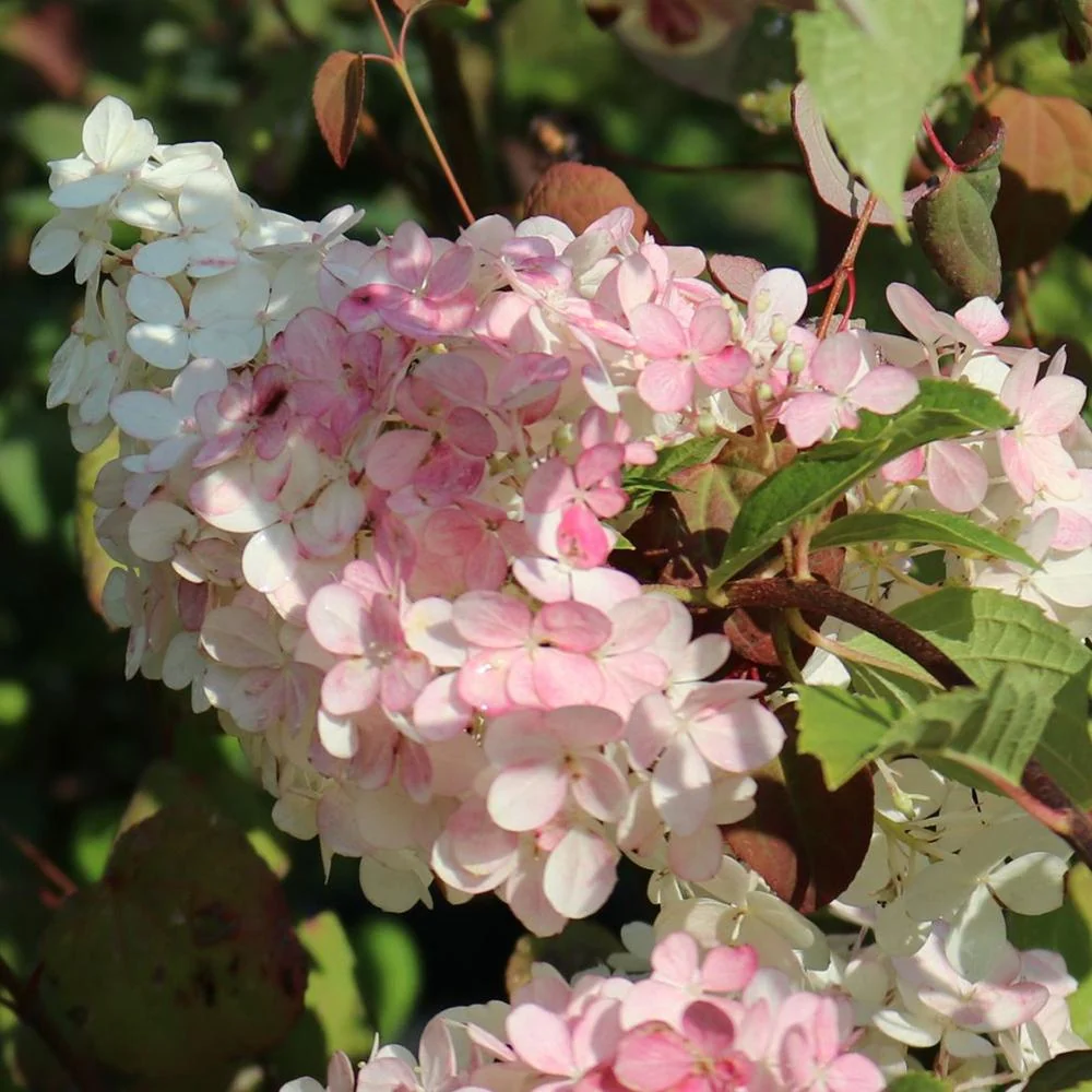 Hortensie paniculata Pink Lady – roz