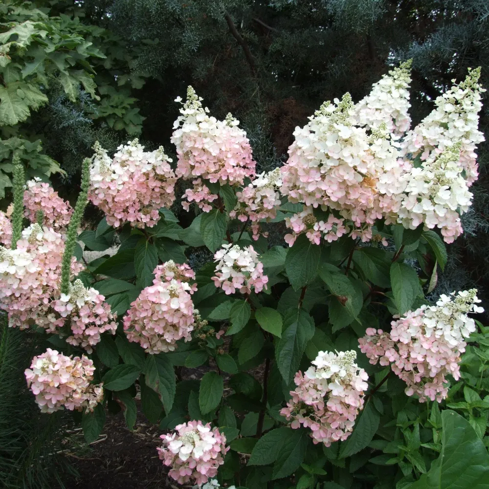 Hortensie paniculata Pink Lady – roz