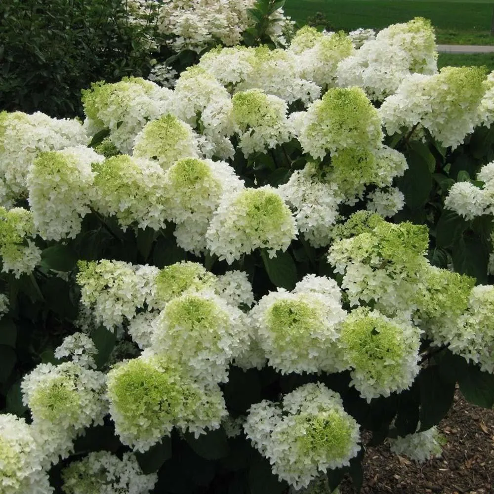 Hortensie paniculata Polar Bear – alb