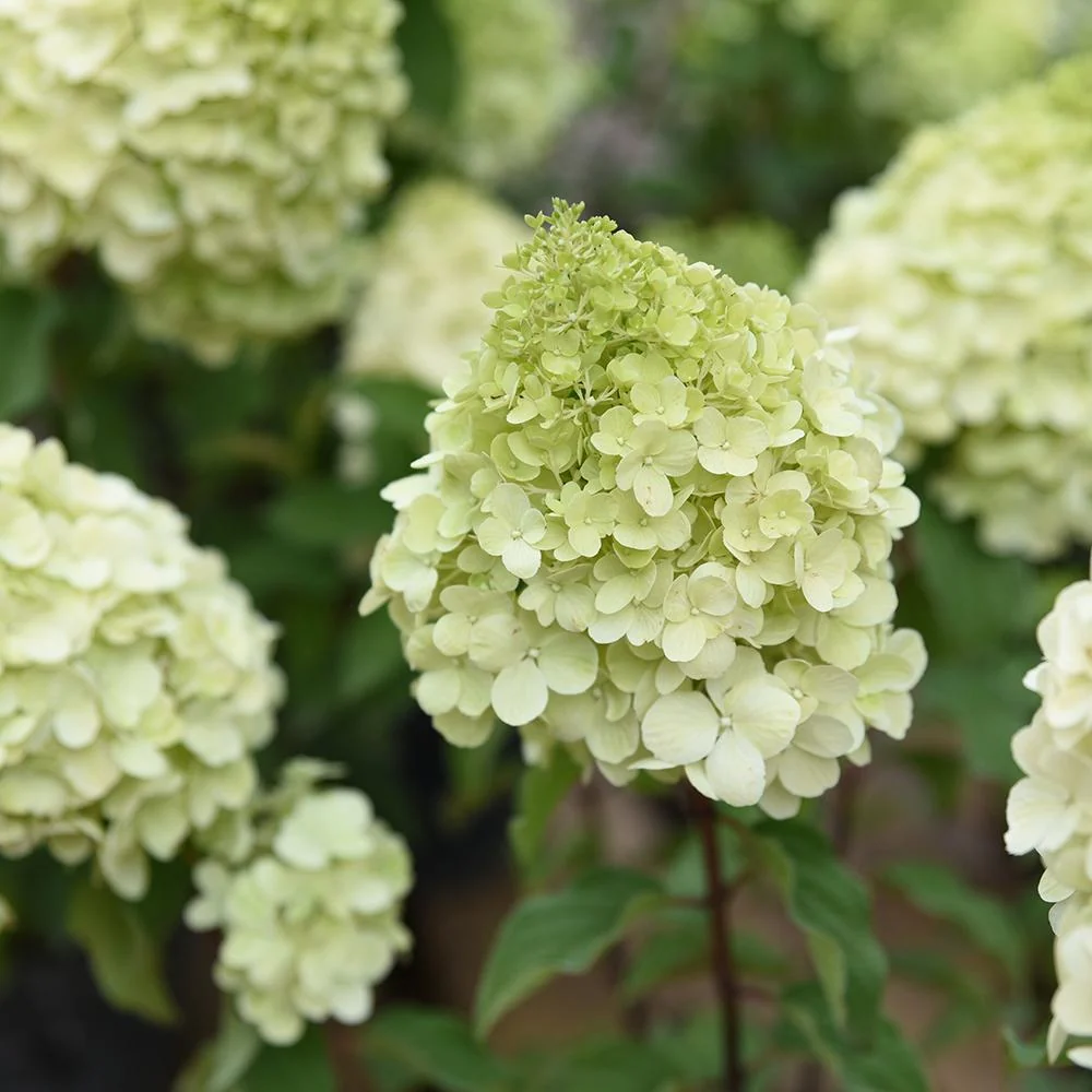 Hortensie paniculata Polar Bear – alb
