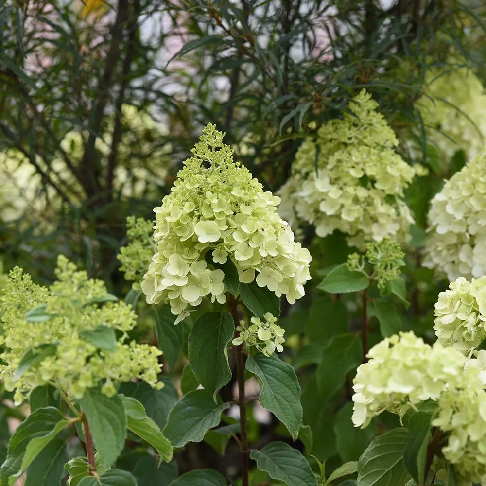 Hortensie paniculata Polar Bear – alb