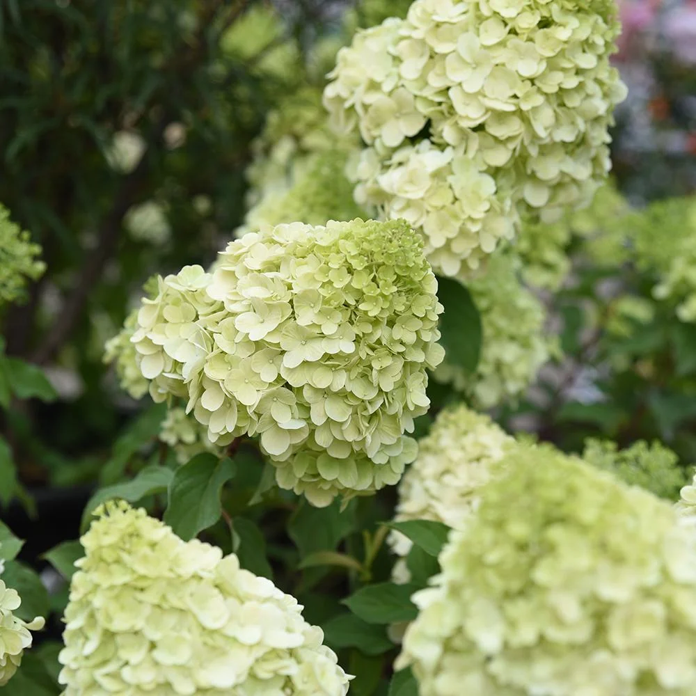 Hortensie paniculata Polar Bear – alb