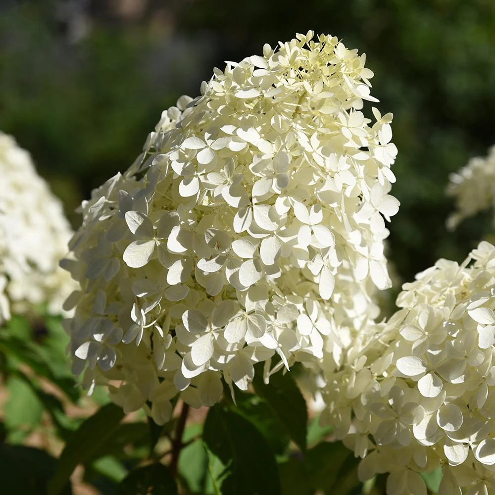 Hortensie paniculata Polar Bear – alb