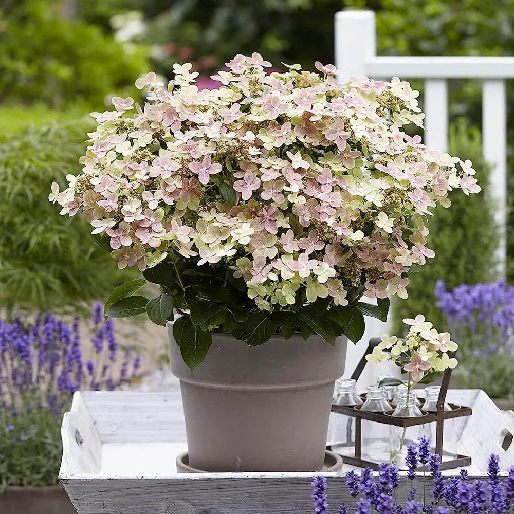 Hortensie paniculata Polestar – alb