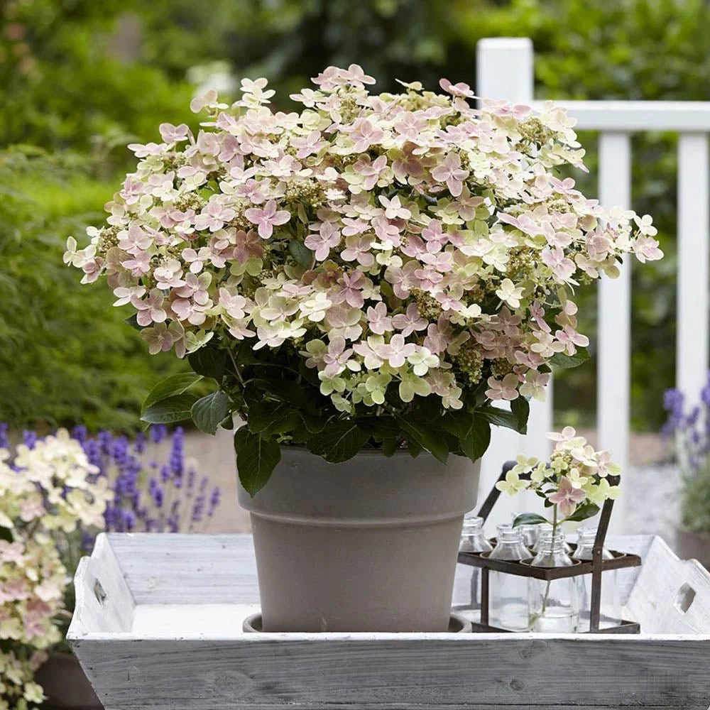 Hortensie paniculata Polestar – alb